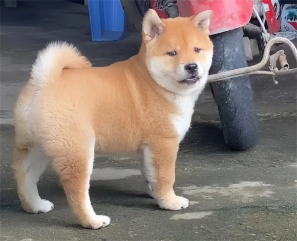 狗狗体内驱虫注意事项