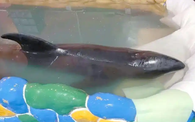 海豚搁浅 该不该拖上浅滩?平潭一男子救助海豚引争议 海豚搁浅 该不该拖上浅滩?平潭一男子救助海豚引争议