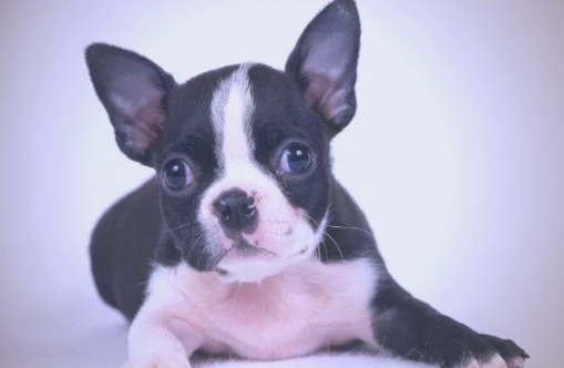 波士顿梗:温顺的玩具犬与伴侣犬 波士顿梗:温顺的玩具犬与伴侣犬