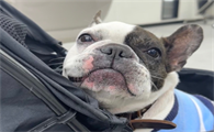 法牛犬皮肤病怎么处理好呢