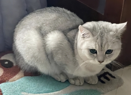 猫咪母鸡蹲是因为不舒服吗 猫咪母鸡蹲是因为不舒服吗
