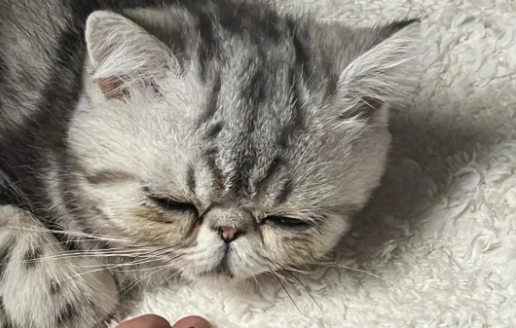 猫咪便秘怎么处理