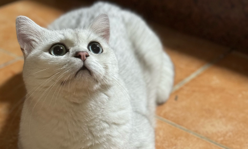 猫咪感染球虫的症状 猫咪感染球虫的症状