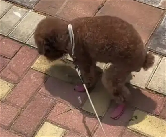 小狗拉黑色的稀屎但精神好