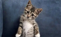 三个月的猫每顿吃多少猫粮