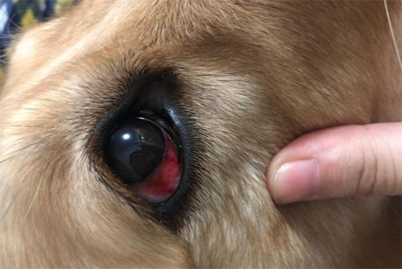 狗狗眼睛很红是结膜炎吗吃什么药