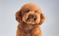 泰迪犬爆毛全攻略,你家狗狗几个月开始爆毛?