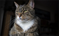 猫鼻支治疗周期大概要多久
