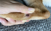 养的狗腿上局部掉毛是什么病