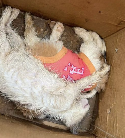 网约车将猫狗放密闭笼里,送到家时它们已经死了 网约车将猫狗放密闭笼里,送到家时它们已经死了