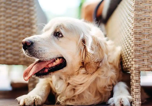 怎么判断狗狗心脏有问题 怎么判断狗狗心脏有问题