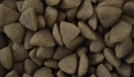 博美吃什么狗粮好一点？宝路成犬狗粮满分呵护！