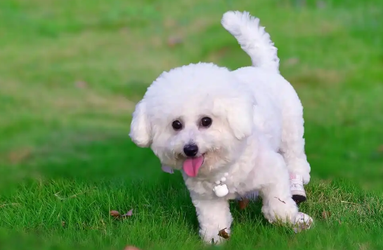 比熊犬优缺点,全面解析! 比熊犬优缺点,全面解析!