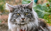 猫咪软便和寄生虫有关吗