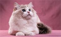 猫鼻支会引起猫咪发烧吗