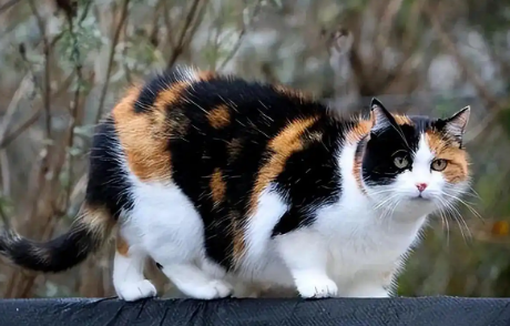 猫咪内分泌失调会影响毛发健康吗？