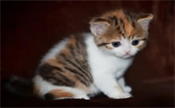 猫咪呛奶后还能继续喂奶吗？