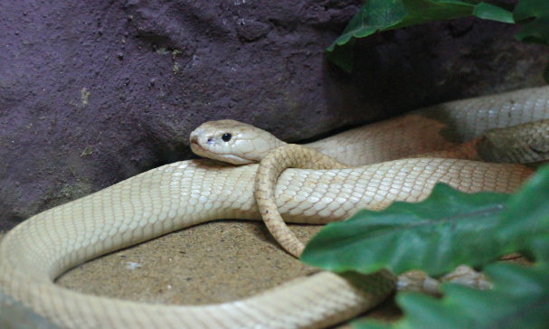 重庆女子网购宠物蛇逃脱,消防员地毯搜索 重庆女子网购宠物蛇逃脱,消防员地毯搜索