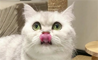 猫咪嘴里正常什么味道