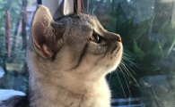 猫跑到床上睡觉预示着什么