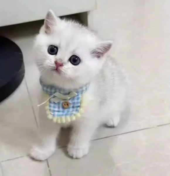 什么牌子的猫砂无味?福丸推动“除臭”转向“空气管理” 什么牌子的猫砂无味?福丸推动“除臭”转向“空气管理”
