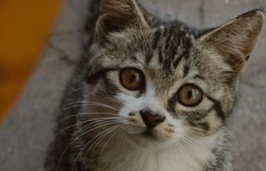 猫咪眼屎多怎么处理 猫咪眼屎多怎么处理