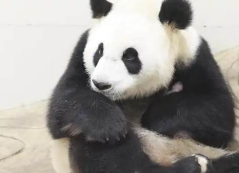 中国大熊猫保护研究中心：2025年首只大熊猫幼崽诞生