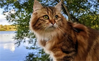 猫咪接种疫苗后还会得猫瘟吗