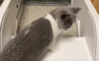 猫砂盆多久清理一次？cewey智能猫砂盆让我彻底解放双手！