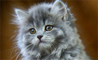 猫换牙后新牙生长异常该怎么办
