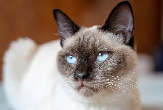 猫咪抑郁症和主人情绪有关吗