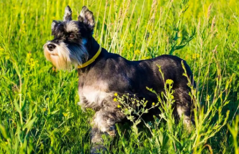 狗狗咳嗽后体重下降正常吗 狗狗咳嗽后体重下降正常吗