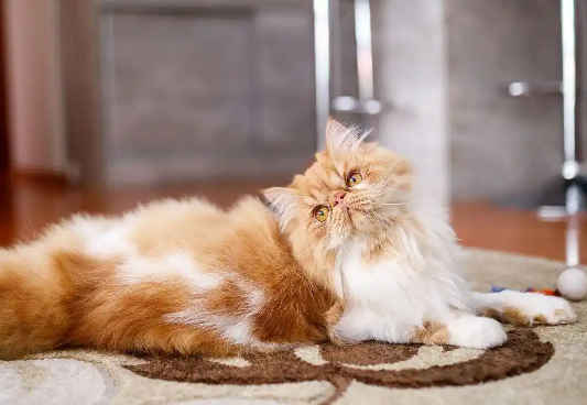 猫体温多少度是正常的