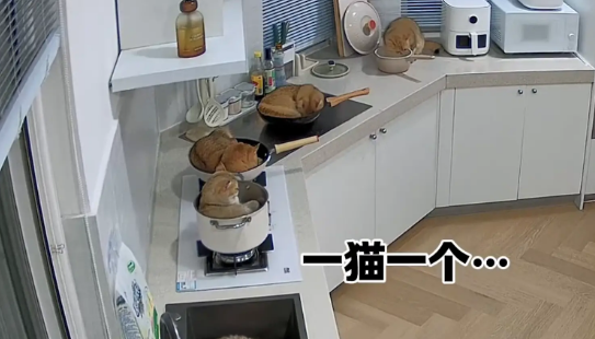 男子做饭发现锅里有猫毛，发现是猫咪在锅里睡觉！