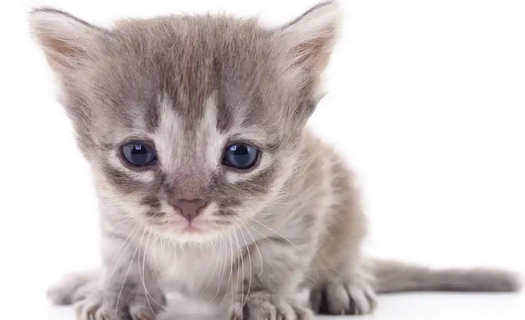 猫鼻支高发季节是什么时候 猫鼻支高发季节是什么时候