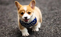 狗瘟热和犬细小病毒病有啥区别