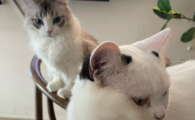 猫分娩前的征兆过程