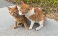 小猫嘴起泡红肿怎么办