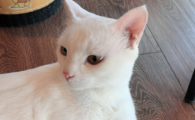 猫咪咳嗽干呕怎么回事