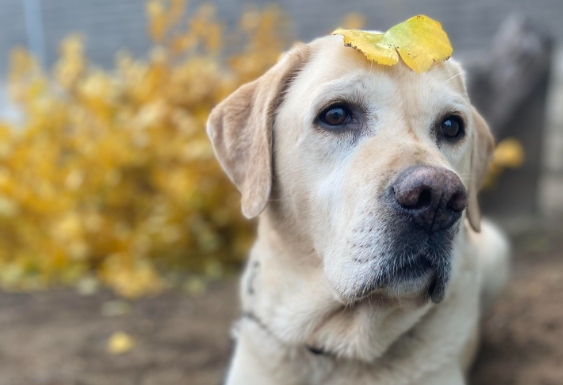 狗狗吃了农药有没有办法救