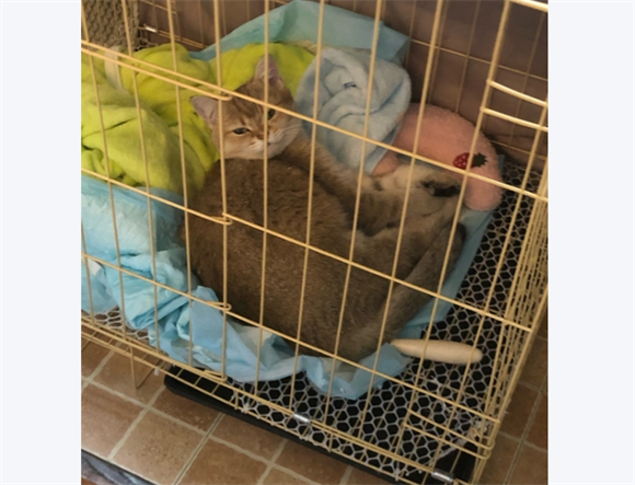 猫咪犯错可以关禁闭吗为什么 猫咪犯错可以关禁闭吗为什么