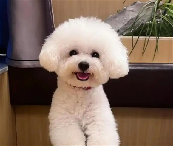 宠物狗早产能活吗 宠物狗早产能活吗