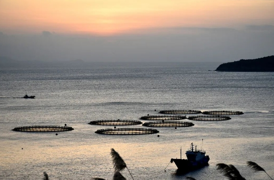 “海狗”出没!大陈岛首次发现,极度濒危 “海狗”出没!大陈岛首次发现,极度濒危