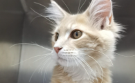 猫咪感冒要怎么办