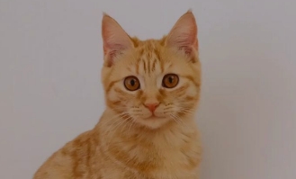 猫咪被吓尿失禁怎么办