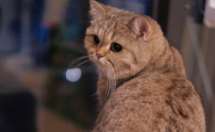 猫咪尾巴拍打地面什么意思