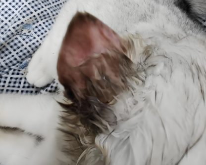 猫咪耳尖变黑怎么回事 猫咪耳尖变黑怎么回事