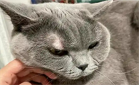 猫咪脖子皮肤发黑什么原因