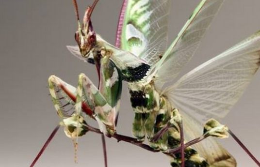 有“蟑螂”!男子误杀邻居宠物赔了400元 有“蟑螂”!男子误杀邻居宠物赔了400元