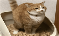 猫咪软便拉稀呕吐